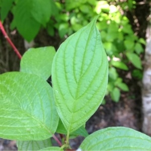 Photographie n°224812 du taxon Cornus sanguinea L. [1753]