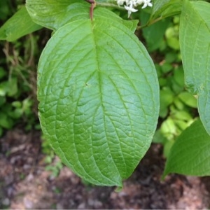 Photographie n°224813 du taxon Cornus sanguinea L. [1753]