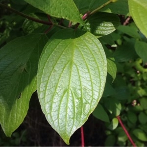 Photographie n°224814 du taxon Cornus sanguinea L. [1753]