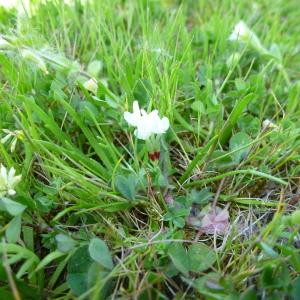  - Trifolium subterraneum var. subterraneum