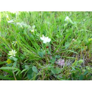 Trifolium subterraneum L. subsp. subterraneum var. subterraneum