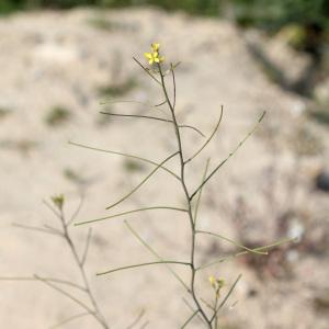  - Sisymbrium orientale L. [1756]