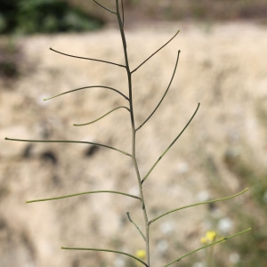  - Sisymbrium orientale L. [1756]