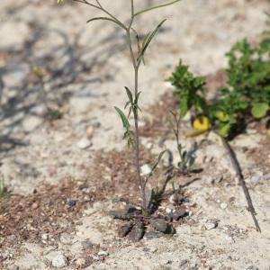  - Sisymbrium orientale L. [1756]