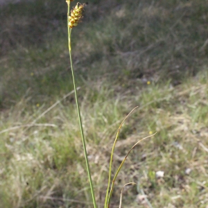 Photographie n°224871 du taxon Carex liparocarpos Gaudin [1804]