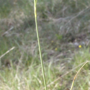 Photographie n°224872 du taxon Carex liparocarpos Gaudin [1804]