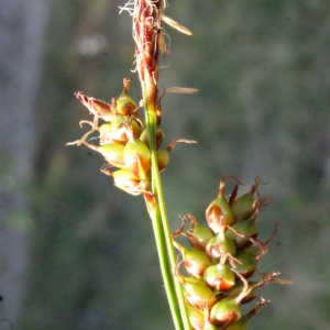 Photographie n°224873 du taxon Carex liparocarpos Gaudin [1804]