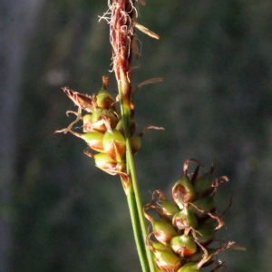 Carex badia Pers. (Carex à fruits lustrés)