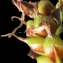  Liliane Roubaudi - Carex liparocarpos Gaudin [1804]