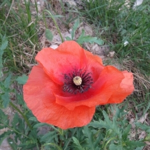 Photographie n°224883 du taxon Papaver rhoeas L.