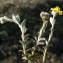  Liliane Roubaudi - Helianthemum canum (L.) Baumg. [1816]