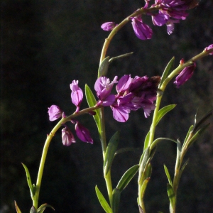 Photographie n°224908 du taxon Polygala vulgaris L. [1753]