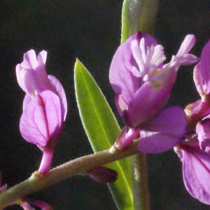 Photographie n°224911 du taxon Polygala vulgaris L. [1753]