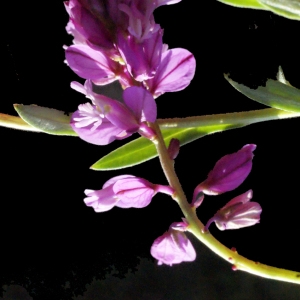 Photographie n°224913 du taxon Polygala vulgaris L. [1753]