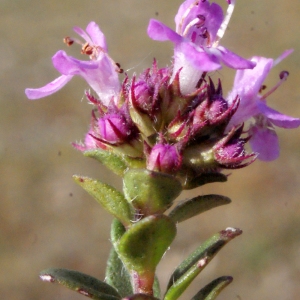 Photographie n°224934 du taxon Thymus praecox Opiz [1824]