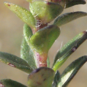 Photographie n°224935 du taxon Thymus praecox Opiz [1824]