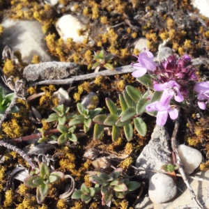 Photographie n°224937 du taxon Thymus praecox Opiz [1824]