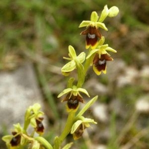 Photographie n°224947 du taxon Ophrys aymoninii (Breistr.) Buttler [1986]