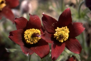 Liliane Roubaudi, le 22 février 2011 (Crémieu)