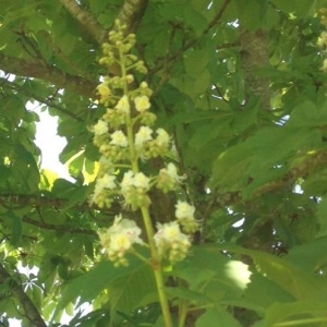 Photographie n°224981 du taxon Aesculus hippocastanum L. [1753]