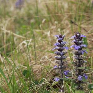 Photographie n°224986 du taxon Ajuga reptans L.