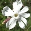  Jean-Claude Echardour - Silene latifolia Poir. [1789]