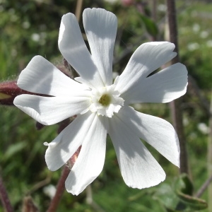 Silene latifolia Poir. (Lychnis à grosses graines)