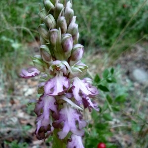 Photographie n°225061 du taxon Himantoglossum robertianum (Loisel.) P.Delforge [1999]
