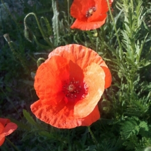 Photographie n°225070 du taxon Papaver rhoeas L.