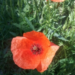 Photographie n°225072 du taxon Papaver rhoeas L.