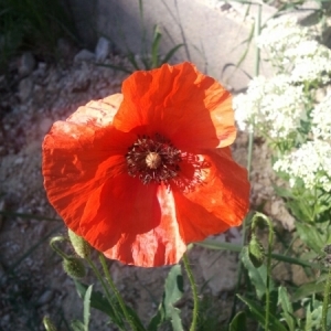 Photographie n°225073 du taxon Papaver rhoeas L.