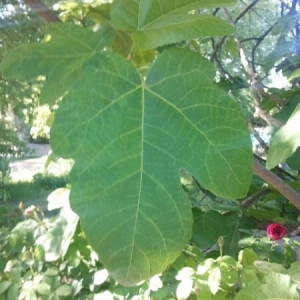 Photographie n°225080 du taxon Ficus carica L. [1753]