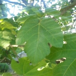 Photographie n°225081 du taxon Ficus carica L. [1753]