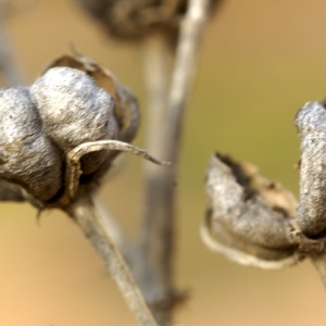 Photographie n°225109 du taxon Peganum harmala L.