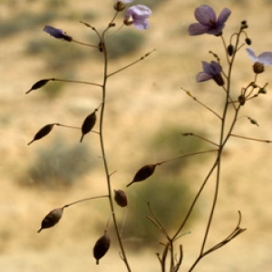 Savignya parviflora subsp. longistyla (Boiss. & Reut.) Maire