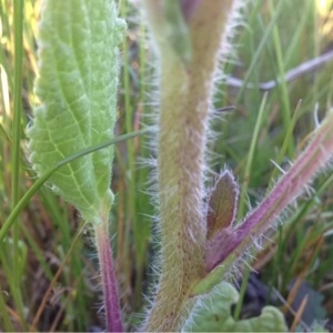 Photographie n°225207 du taxon Borago officinalis L. [1753]