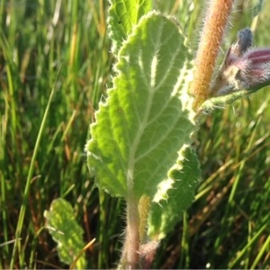 Photographie n°225208 du taxon Borago officinalis L. [1753]