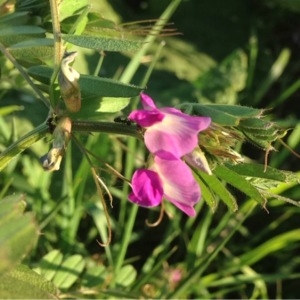 Photographie n°225220 du taxon Vicia sativa L. [1753]