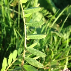 Photographie n°225221 du taxon Vicia sativa L. [1753]