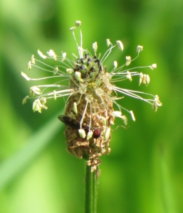 Christine BLEHAUT, le 25 août 2010 (Xonrupt-Longemer (Vosges))