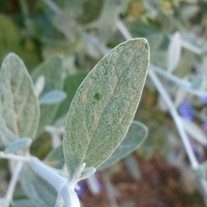 Photographie n°225254 du taxon Teucrium fruticans L. [1753]