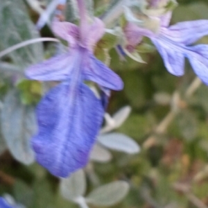 Photographie n°225255 du taxon Teucrium fruticans L. [1753]