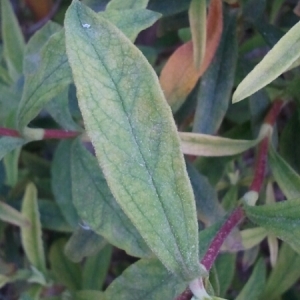 Photographie n°225263 du taxon Cistus x purpureus Lam.