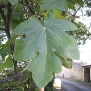 Photographie n°225277 du taxon Ficus carica L. [1753]