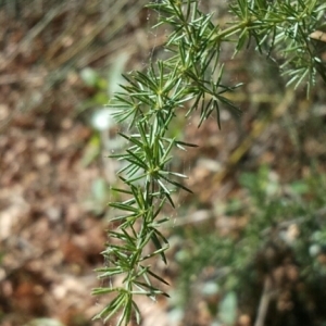 Photographie n°225282 du taxon Asparagus acutifolius L. [1753]