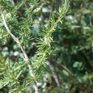 Photographie n°225285 du taxon Asparagus acutifolius L. [1753]