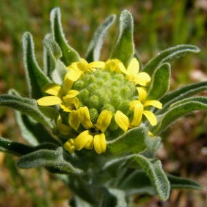 Photographie n°225290 du taxon Fibigia clypeata (L.) Medik. [1792]