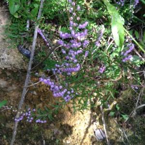 Photographie n°225315 du taxon Calluna vulgaris (L.) Hull