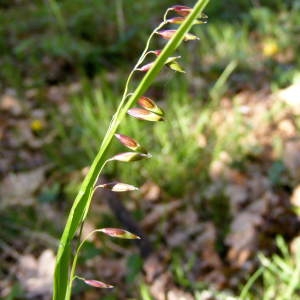 Photographie n°225329 du taxon Melica nutans L.