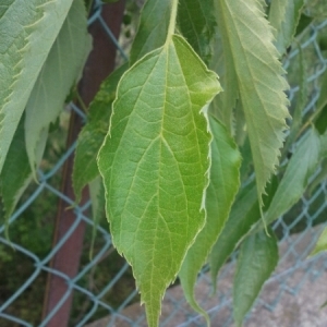 Photographie n°225331 du taxon Celtis australis L. [1753]